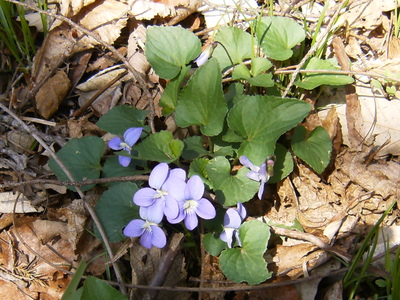 clinton.4r Wild violets were blooming everywhere