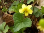 YellowViolet