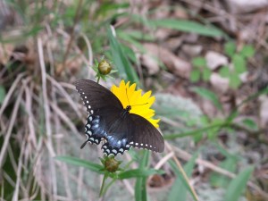 Crane Lake Recreation Area.May2012.8
