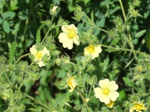 Elephant Rocks State Park - 10