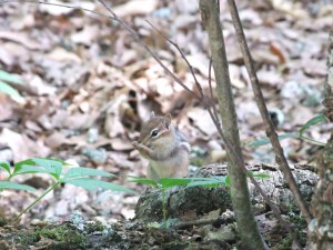Elephant Rocks State Park - 11