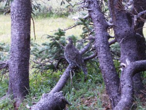 A Ptarmigan