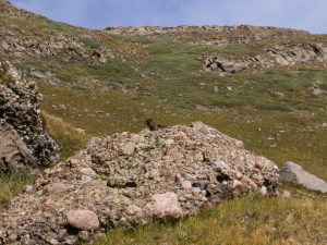A marmot eyes us from an outcropping of Sangre de Cristo conglomerate