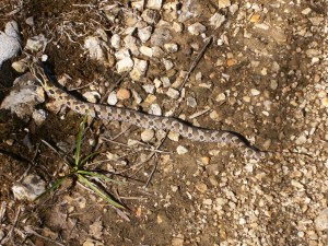 We didn't see any tarantulas this time but did find this nice snake warming himself on the trail.