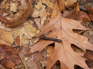 Buffalo River.2012-10.068.HawksbillCrag