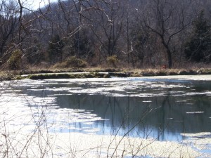 WIlkins Spring containment ponds