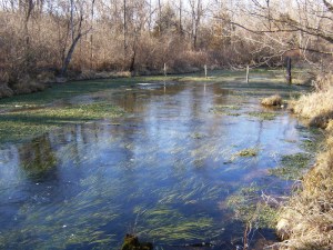 WIlkins Spring - below the outlet