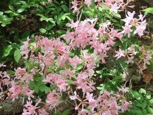 KingsRiverFalls.May2013.001