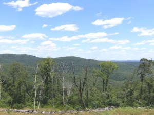 CherryBendView.20130629