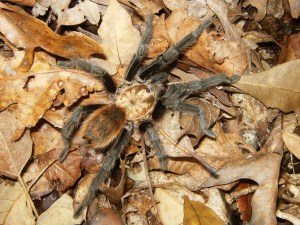 Buffalo River.2013-10-26.04.010