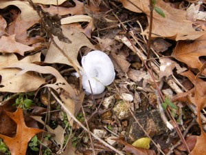 Buffalo River.Woolum CG to US65.2013-11-22.036