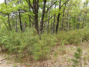 Billy Creek Loop.2014-04-30.019