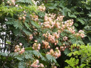 The mimosas are still blooming.