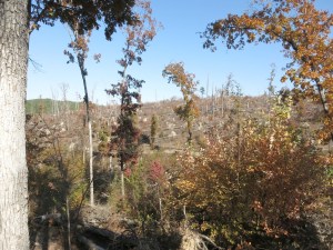 Caddo Bend Loop.2014-11-12.038