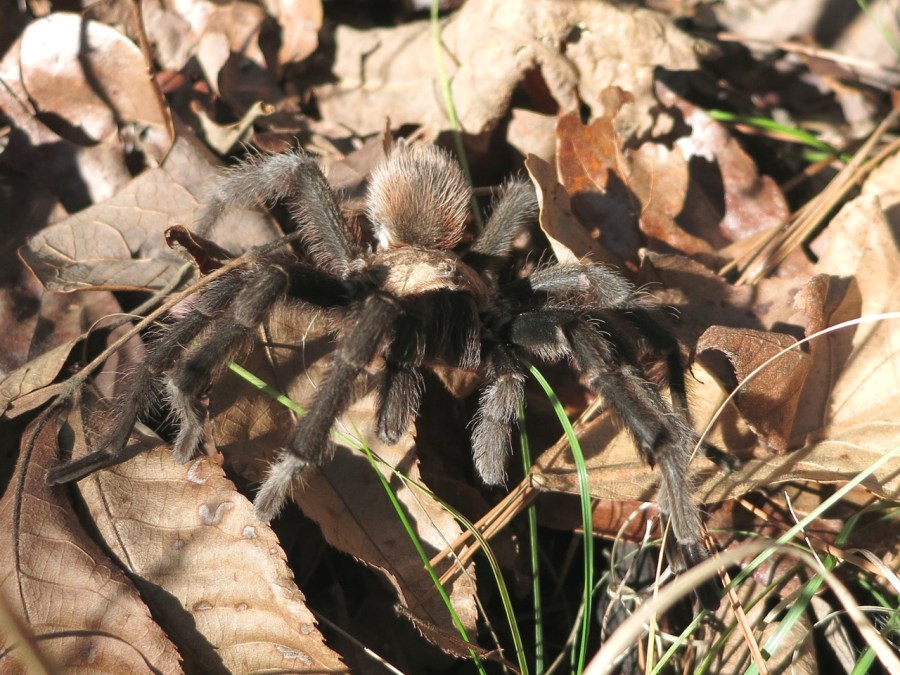 Tarantula